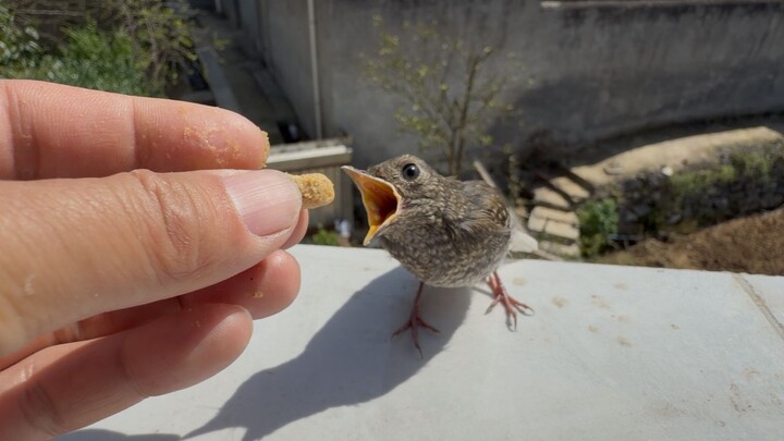 How cute are red-tailed robin chicks...