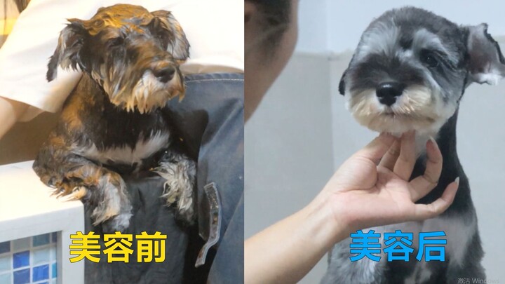 Bagaimana Seekor Anjing Badut Berubah Jadi Lucu dan Menggemaskan!