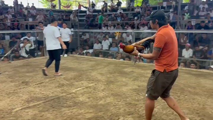 3hits ulutan victoria col.1st fyt win