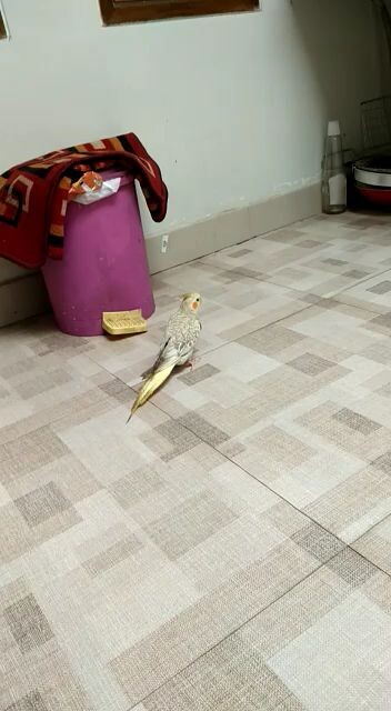 Burung parkit Australia lucu