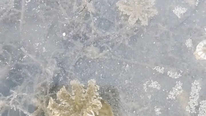 Low tide kaya nagsilabasan ang mga jellyfish!😱