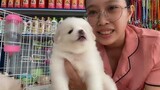 Chó phốc sóc lai trắng tinh siêu dễ thương Puppies for sale