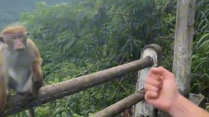 Monkeys get very surprised when something suddenly disappears #fun #zoo #monkey #interestinganimals