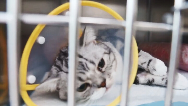 [Animals]Take a one-egg cat to neuter