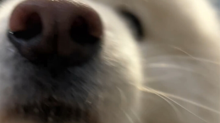 Chị ơi, có cần dịch vụ dán hình cún con không?