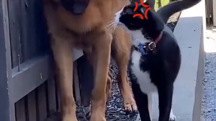 Miss Wayward and the Stupid Bodyguard