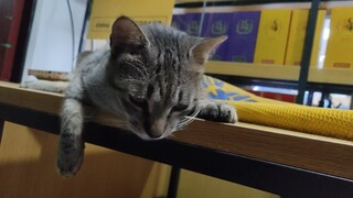 [Seri Kucing Supermarket] Kucing yang sudah saya beri makan di kompleks selama dua tiga tahun ternya