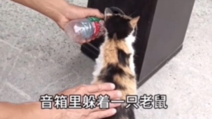 Now we’ve really invited Master Haki over!