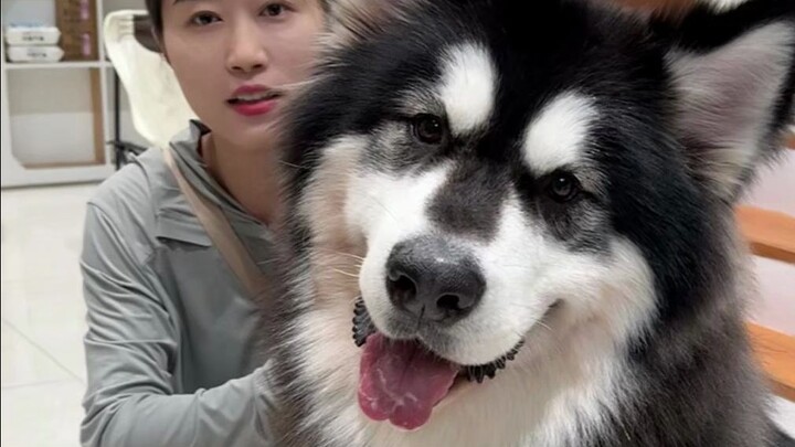 Hal-hal yang harus kamu hadapi setiap hari saat kamu memelihara anjing besar...