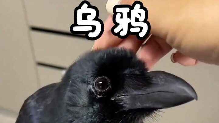 We Crows are just dark, not evil—still the bird with the strongest doggy vibe!