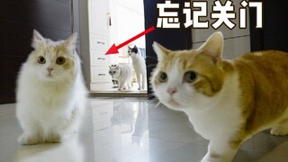 外面的人很坏很坏，都准备好了偷猫麻袋......