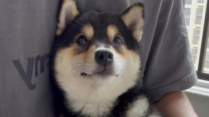 Apakah Anak Anjing Juga Punya Beban Pikiran?