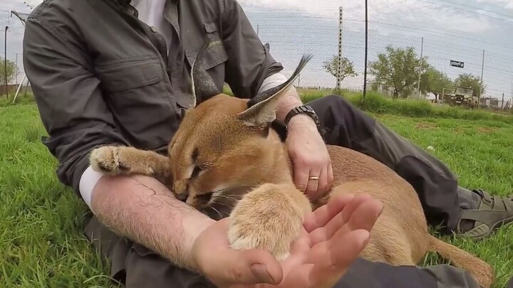 Kucing yang tidak akan pernah bisa kamu peluk seumur hidupmu #1