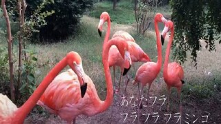 [Anky sunny day] Flamingo [probably the most restored version of the background sound]