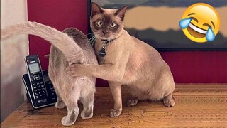 Best Funny Dogs And Cats Videos 😅 - Funniest Animals Videos 2023😇 #10
