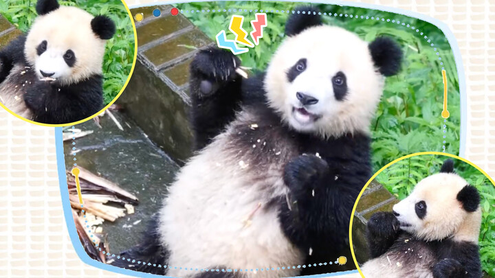 [Pang Da Hai si panda] Da Hai memakan bambu sambil santai, nyam nyam...