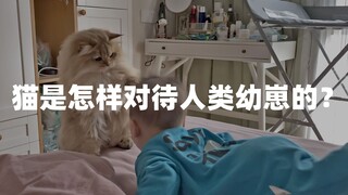 猫怎样对待人类幼崽？金渐层麻糬差点对弟弟动手，见姐姐一秒变脸【两个人一条狗】