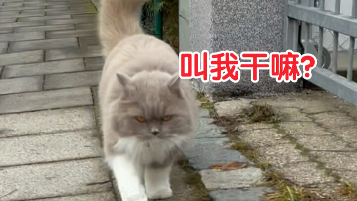 I said this is a dog—no one would disagree, right?