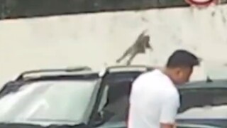 小猫骂骂咧咧的离开了现场