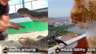 ทำไมคุณไม่ควรเอามือเข้าปากจระเข้ Funny Animal Meme