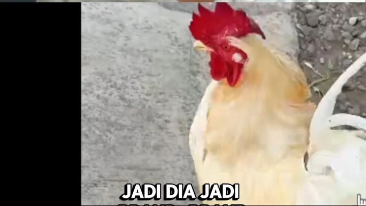 Brand Ambassador Royco yang Asli! #ngakak #livereaction #lucu #ayam #royco #komedi