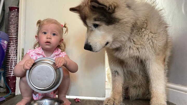 Một đứa trẻ cho chú chó Alaskan Malamute ăn như thế nào?