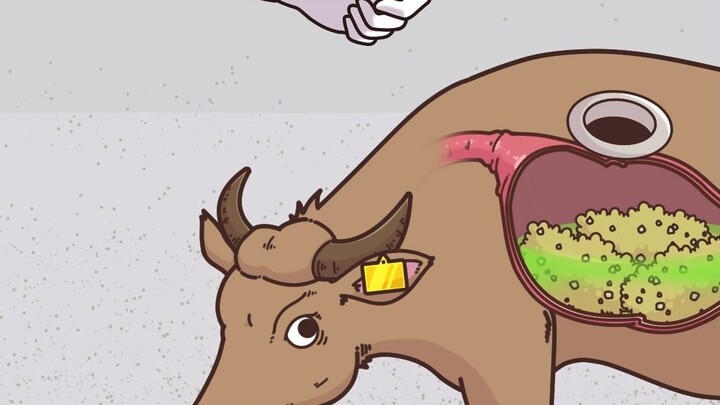 Make a hole in the cow’s rumen—no more bloat!