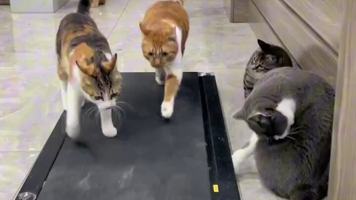 เรื่องของเหล่าแมวเหมียวที่ขึ้นลู่วิ่ง