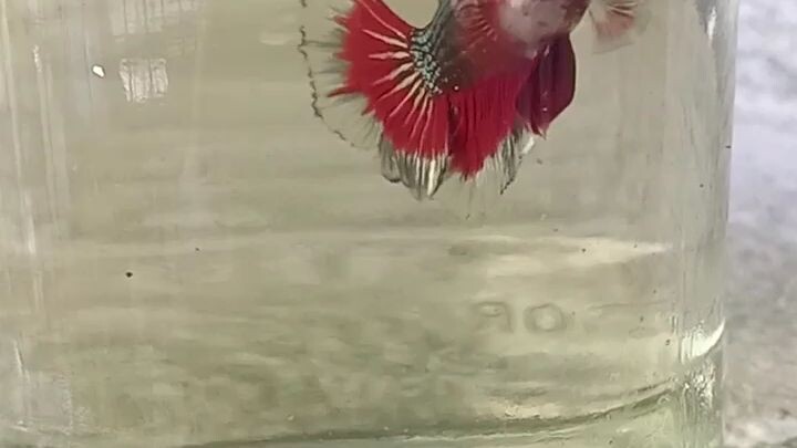 Betta adult male fully groom