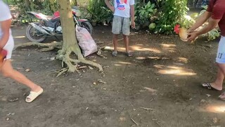 stag white choco vs bullstag 1x