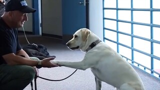 A police dog’s salary is 18,000 yuan a month, is it true?