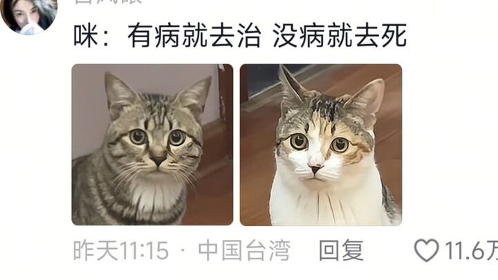 🐱: Tinggal bersama orang tua memang tidak nyaman!