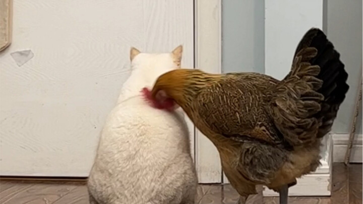 What kind of cats do chickens like?