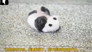 刚出生的小熊猫有多可爱