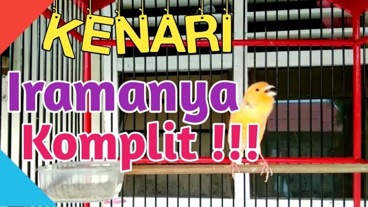 5000 Koleksi Gambar Burung Kenari Kartun HD