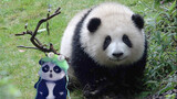 Hewan|Hehua si Panda Besar Berjalan-jalan