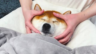 Giving the dog a massage is so comfortable that it makes him fall asleep in one second