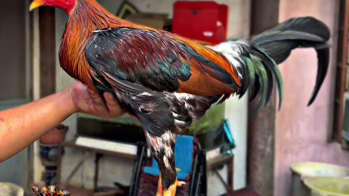 pasilip naman ng mga Straight Comb nyo