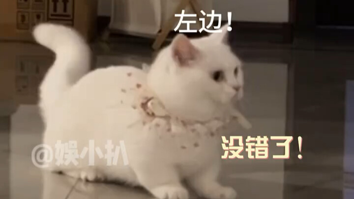 Ternyata kucing kecil juga bisa trauma setelah ketakutan, lho! "Kucing Imut" Hewan Peliharaan Mengge