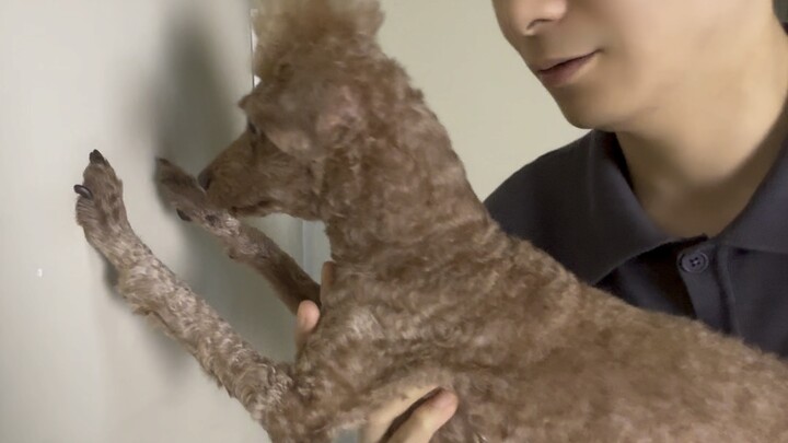 Let’s find out if the pet at home is a silly one or a smart one! #CutePets #AdorableButConfusingMome
