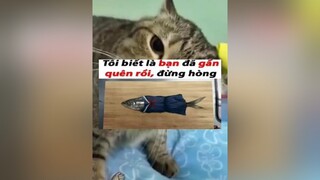 các bạn đã quên rồi sao? memegaycuoi memes memememehaihuoc superidol memebuoncuoi memehai