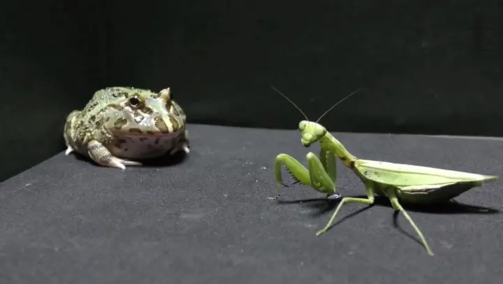 Reptile Pet | Bullfrog VS Mantis