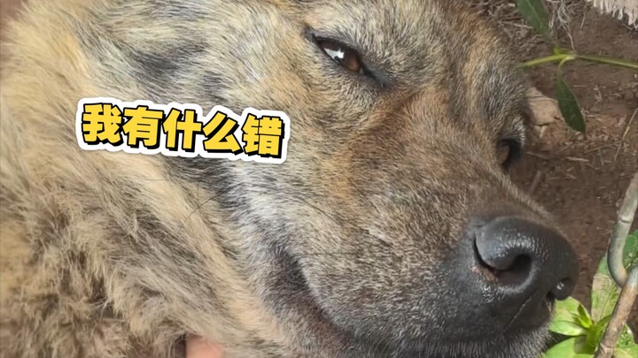 Sichuan’s Famous Mountain: Laozi’s Shu Road Mountain