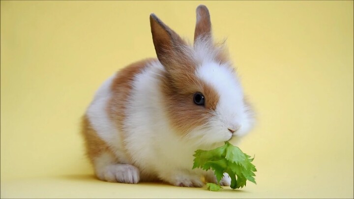 Funny and Cute Baby Bunny Rabbit Videos - Baby Animal Video Compilation  (2020) Full HD