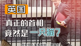 13年熬走3位首相！这只流浪猫才是英国真正的“首相”！