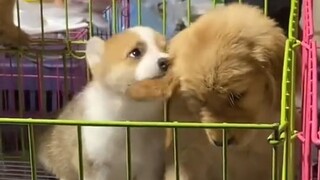 "Made the golden retriever suck so hard it turned into a mango pit."