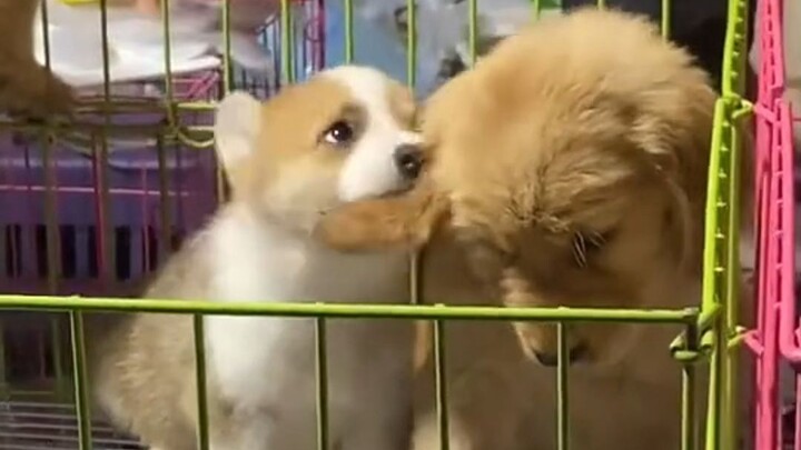 เลียจนเจ้าโกลเด้นกลายเป็นเม็ดมะม่วงไปแล้ว