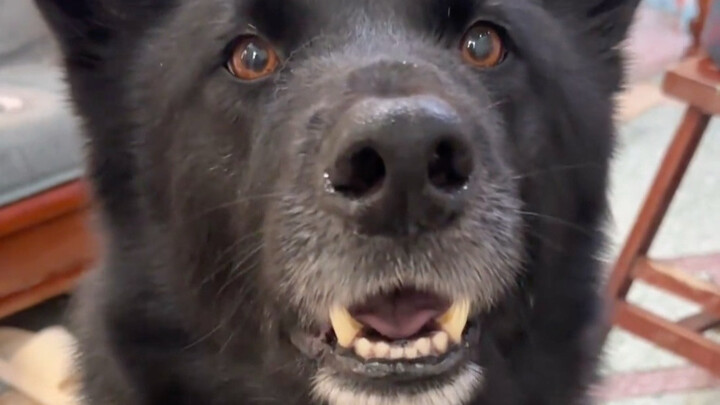 Teaching My Puppy to Talk for the First Time