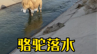 Rơi xuống nước cả một đêm