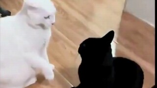 "This is seriously amazing, watch it again!" «10»